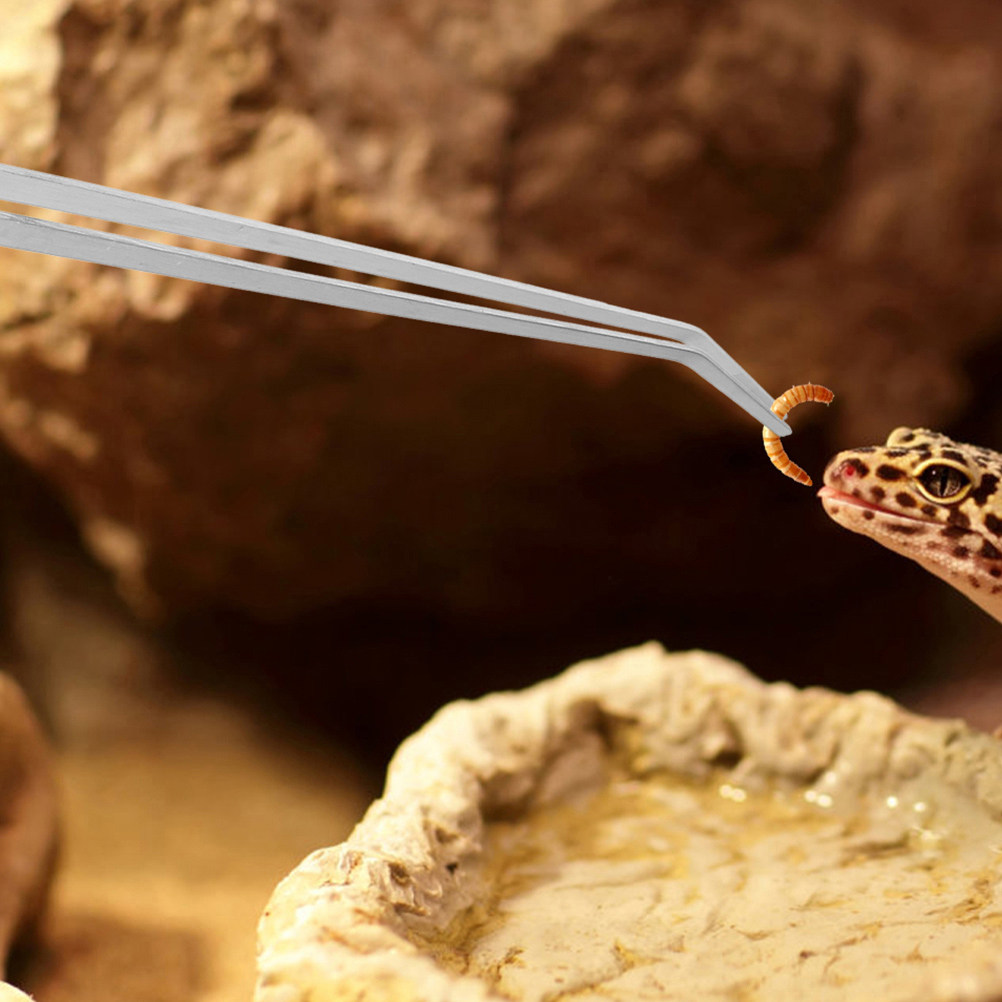 2Pcs Stainless Steel Reptile F - Feeding Tong Stainless review and price