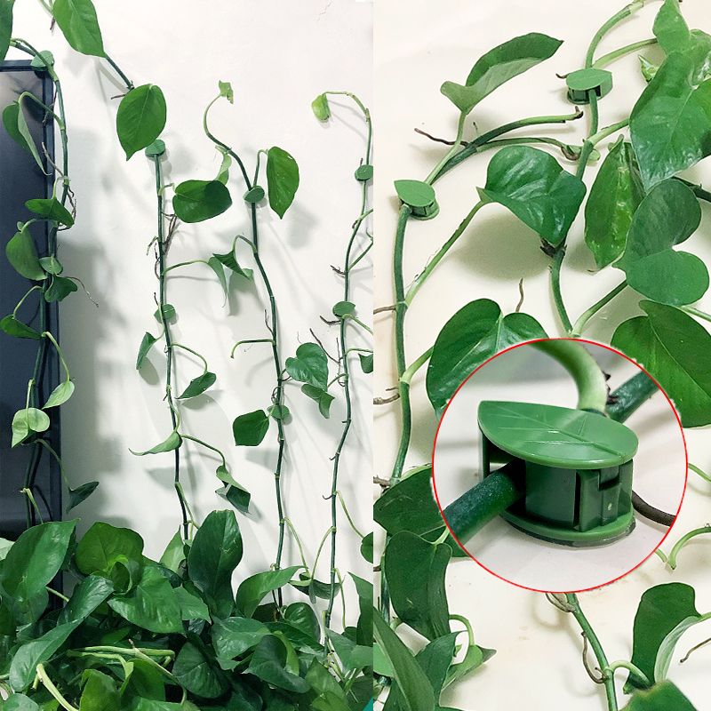 10/30/50Pcs Plant Climbing Wal - Vine Climbing Plastic review and price